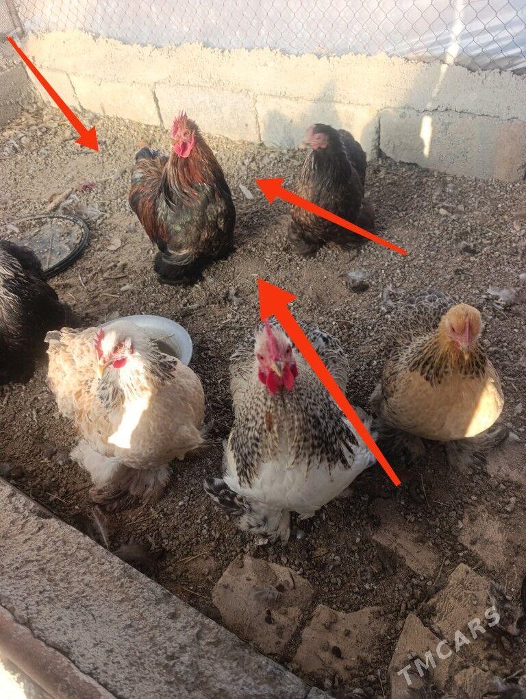 khonhin karlik - Гёкдепе - img 2