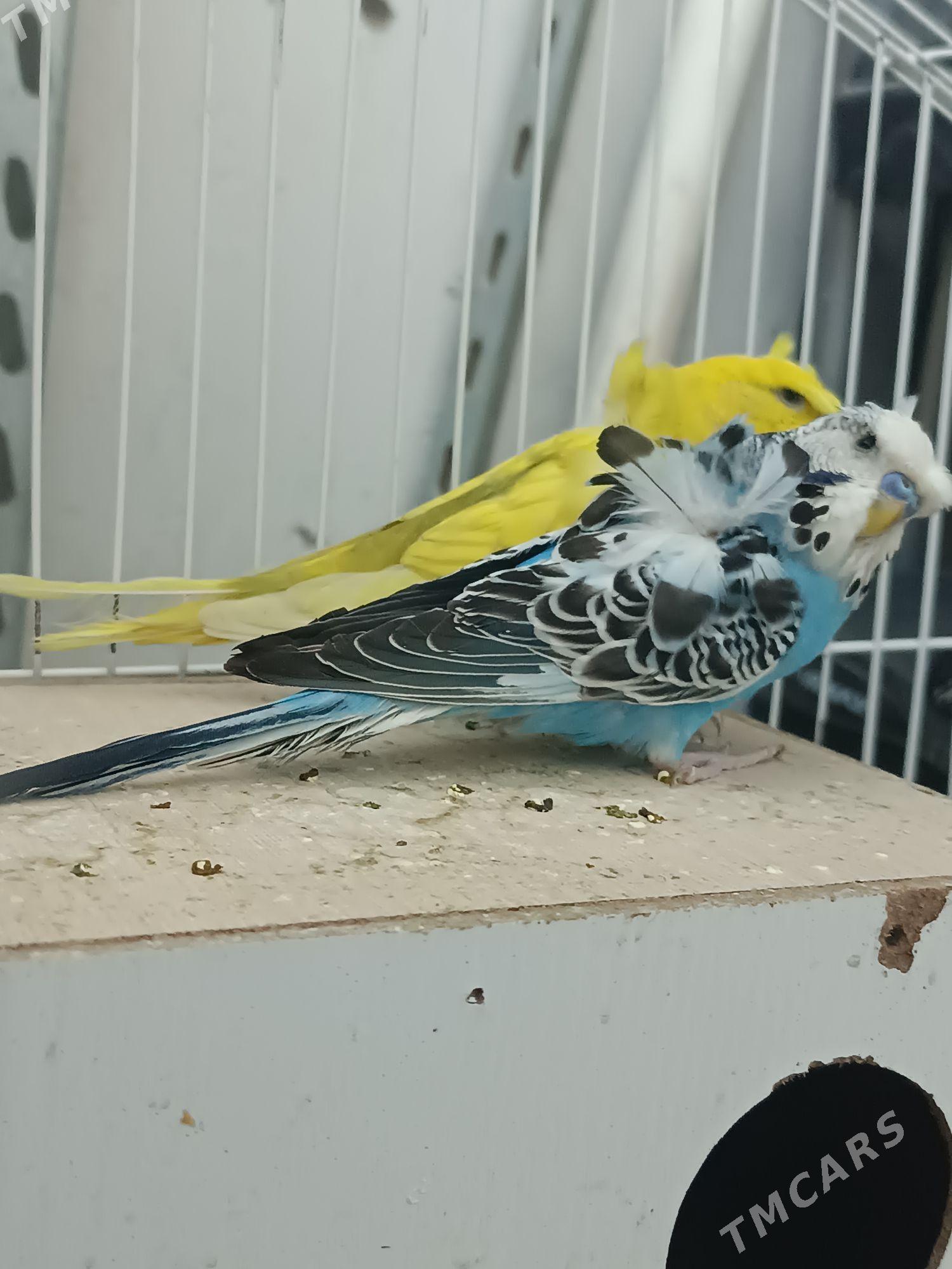 bantik popugay - Мир 7 - img 1