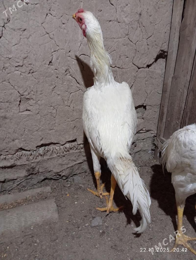 TASGENT HORAZ - Murgap - img 6