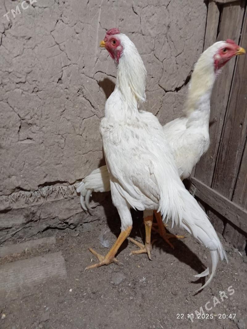 TASGENT HORAZ - Murgap - img 2