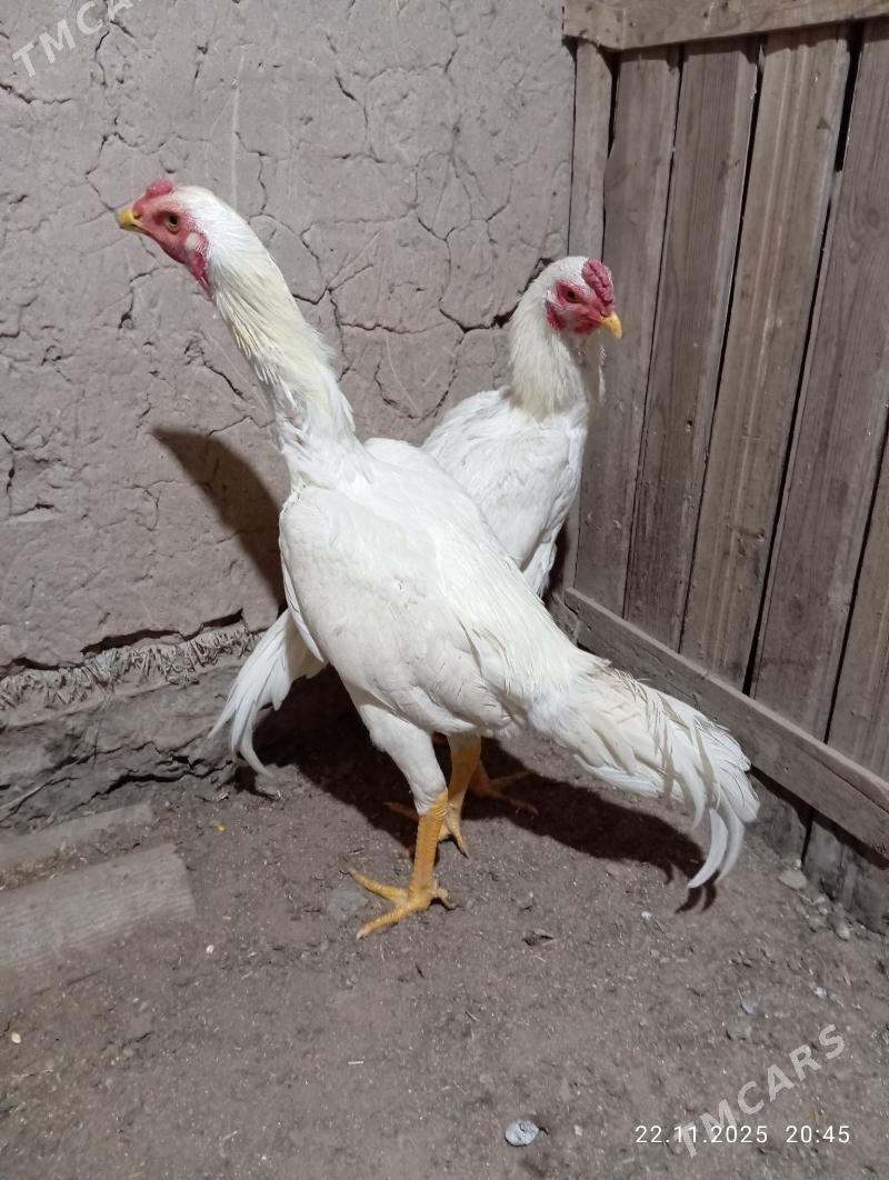 TASGENT HORAZ - Murgap - img 5