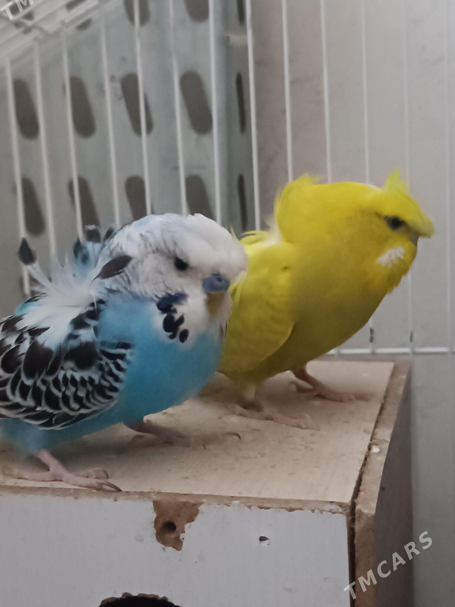 bantik popugay - Мир 7 - img 2