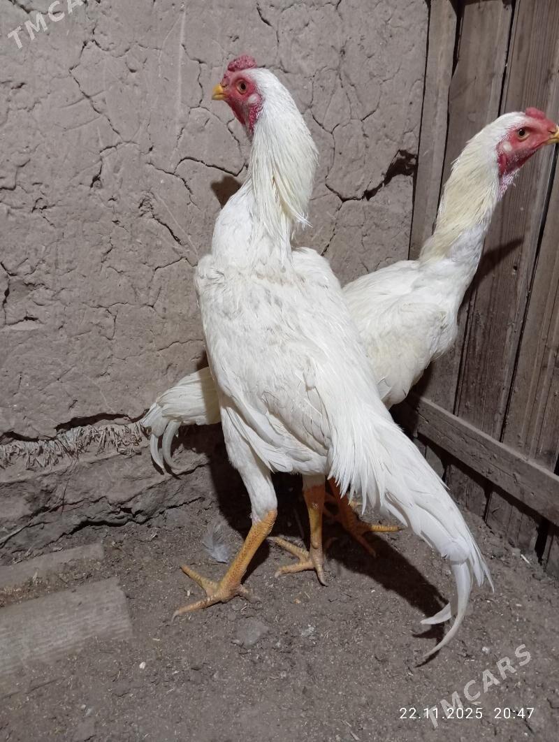 TASGENT HORAZ - Murgap - img 3