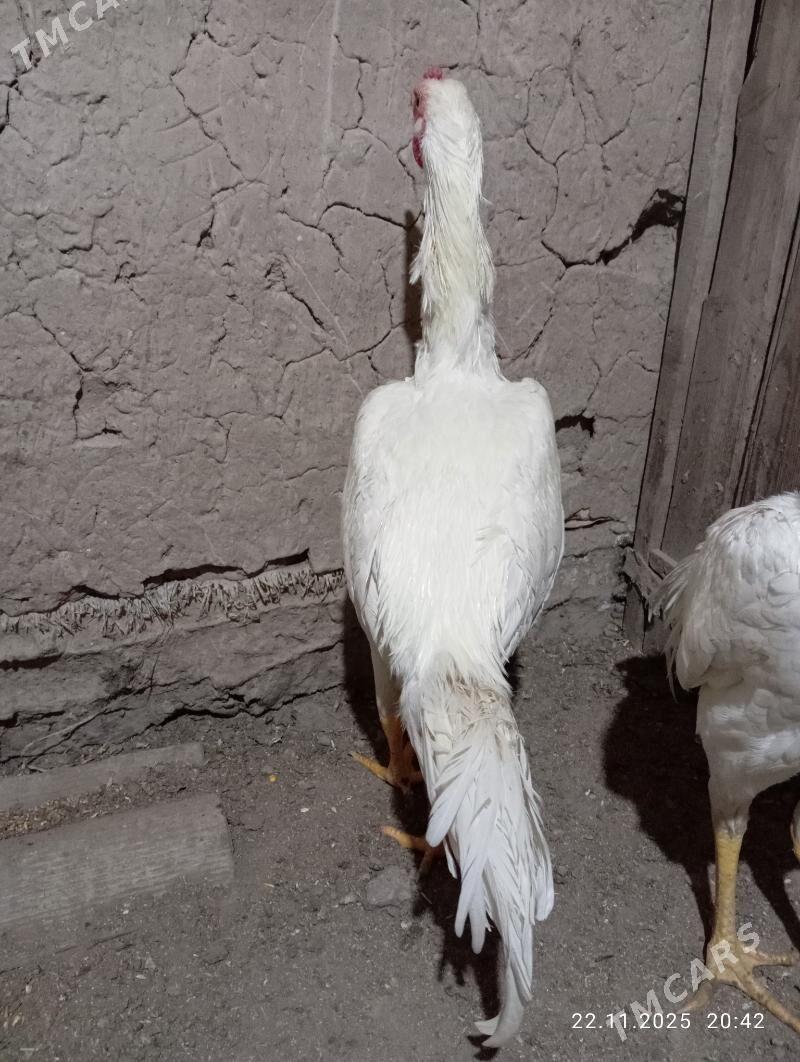 TASGENT HORAZ - Murgap - img 7