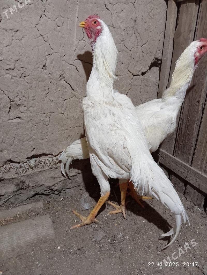 TASGENT HORAZ - Murgap - img 8