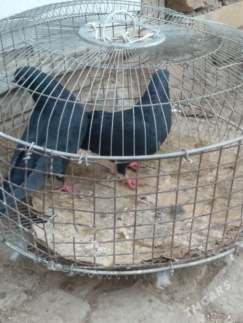 kepteri - Türkmenabat - img 1