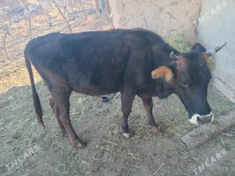 Sygyr - Бахарден - img 2