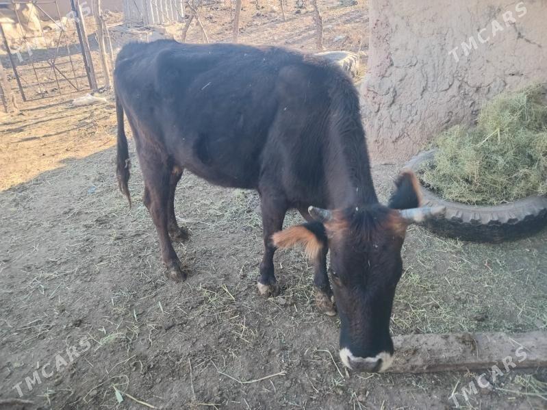 Sygyr - Бахарден - img 3