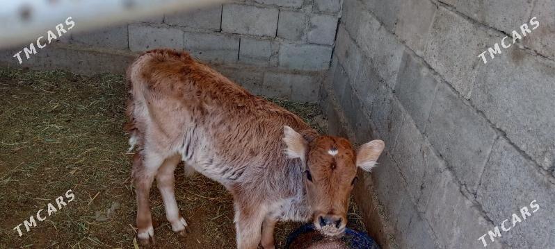 goleli sygyr - Джебел - img 2