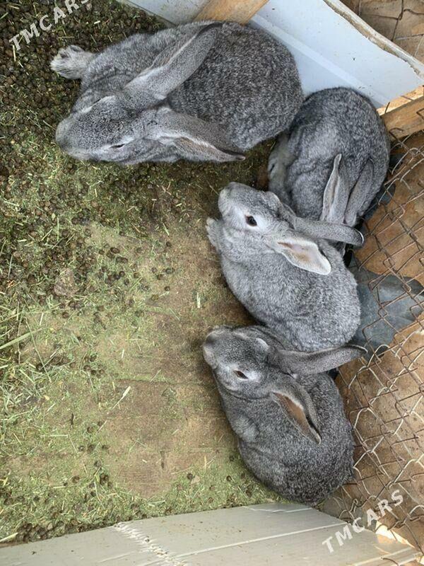 erkek towsanlar - Туркменбаши - img 2