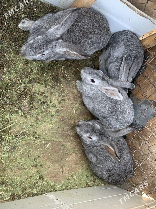 erkek towsanlar - Туркменбаши - img 1