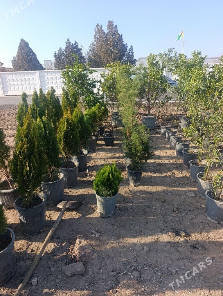 Nahal - Daşoguz - img 5