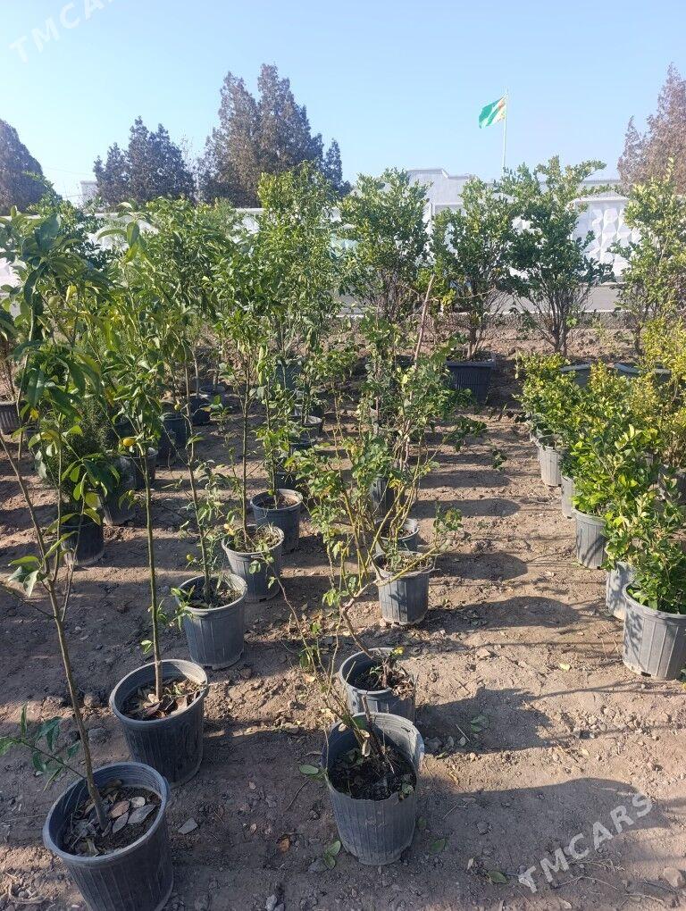 Nahal - Daşoguz - img 8