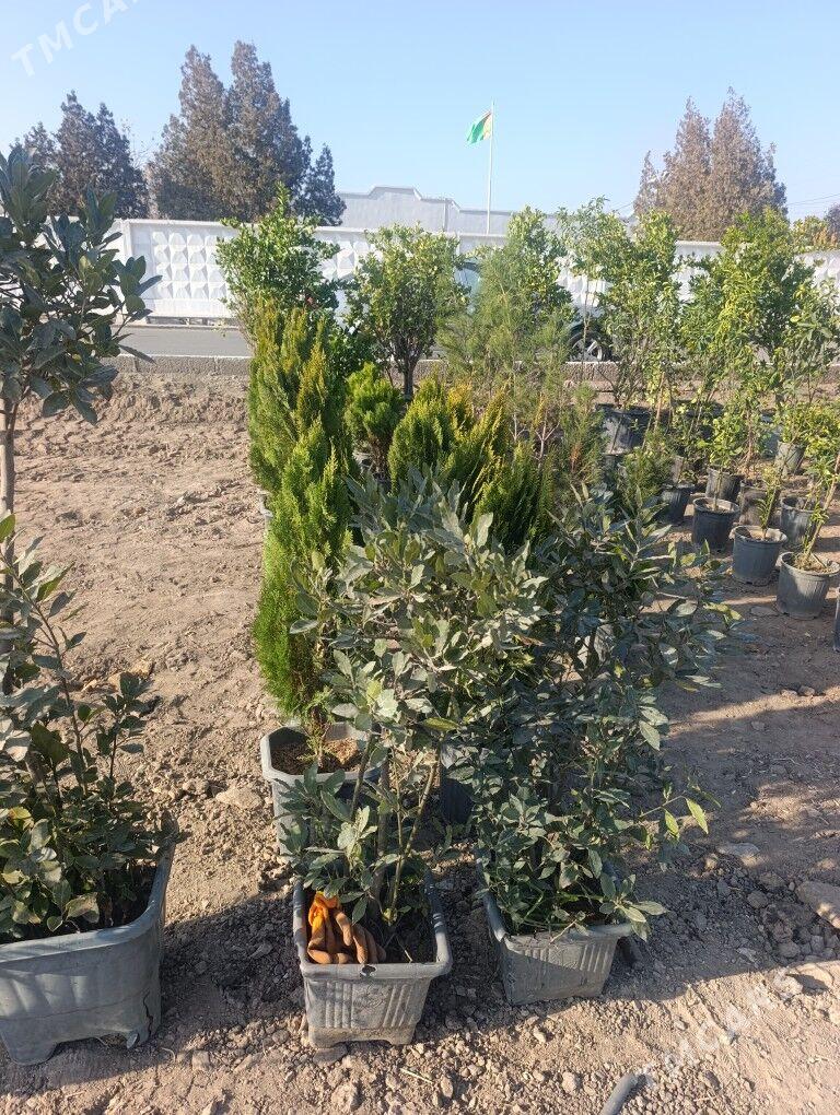 Nahal - Daşoguz - img 10