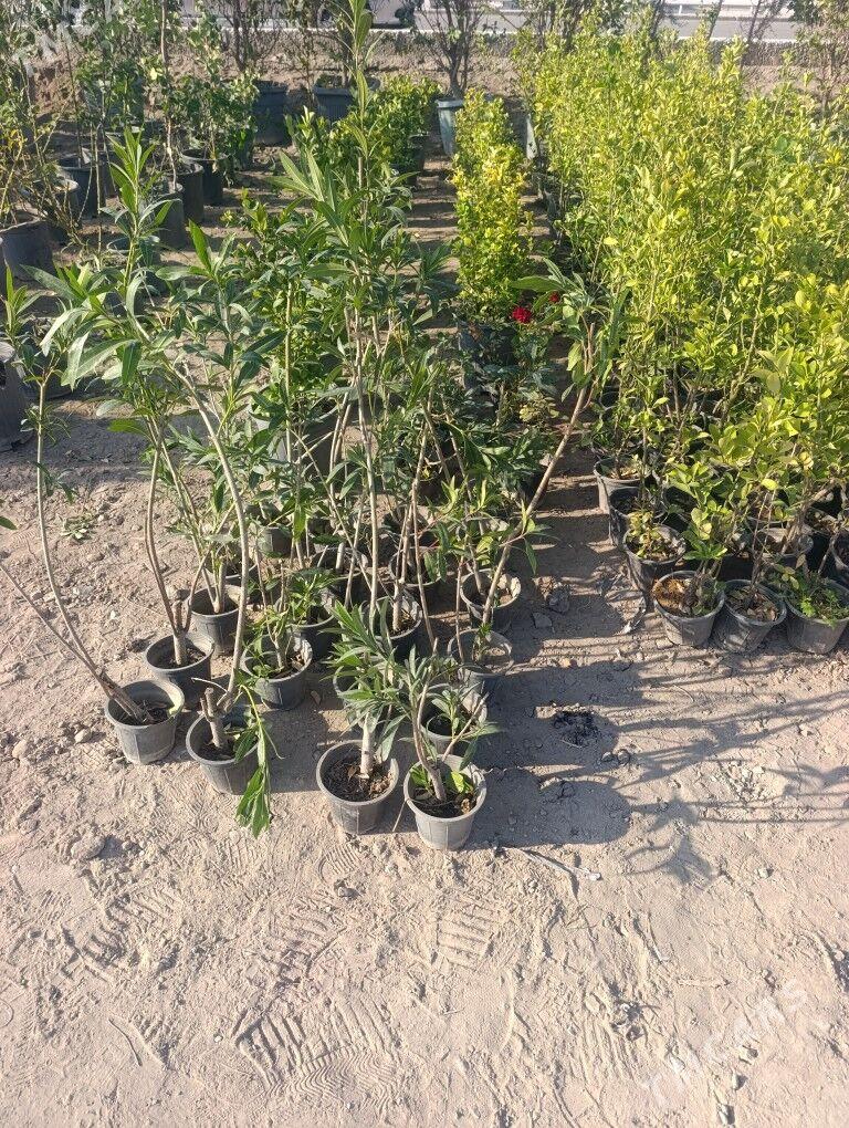 Nahal - Daşoguz - img 4