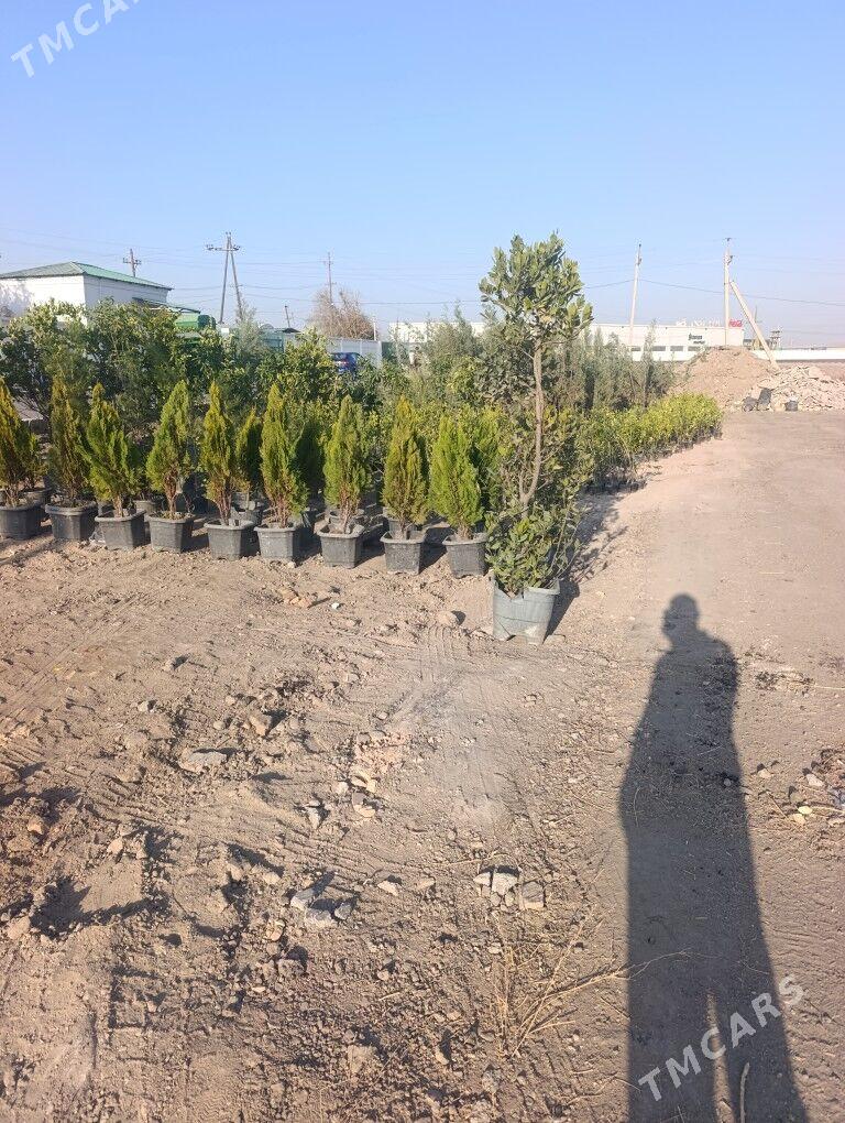 Nahal - Daşoguz - img 6