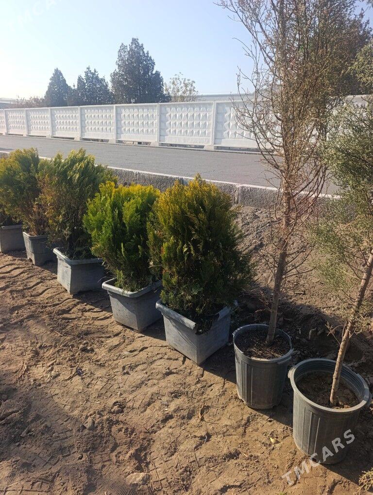 Nahal - Daşoguz - img 3