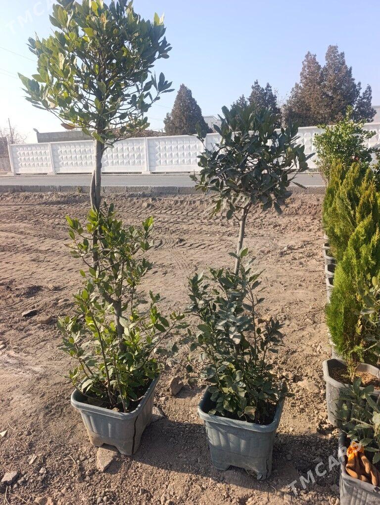 Nahal - Daşoguz - img 9