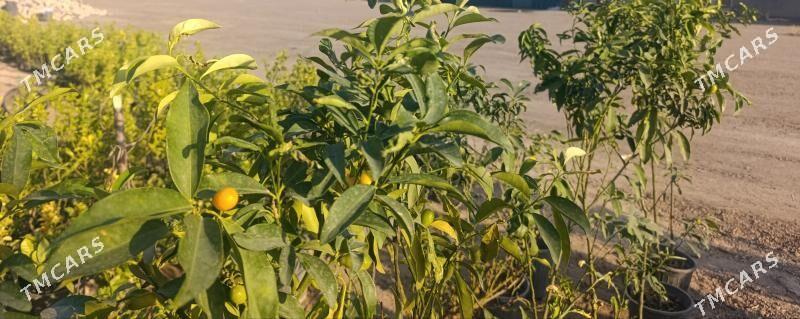 Nahal - Daşoguz - img 1