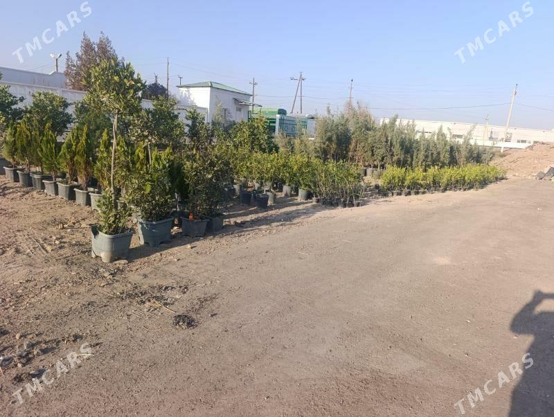 Nahal - Daşoguz - img 7