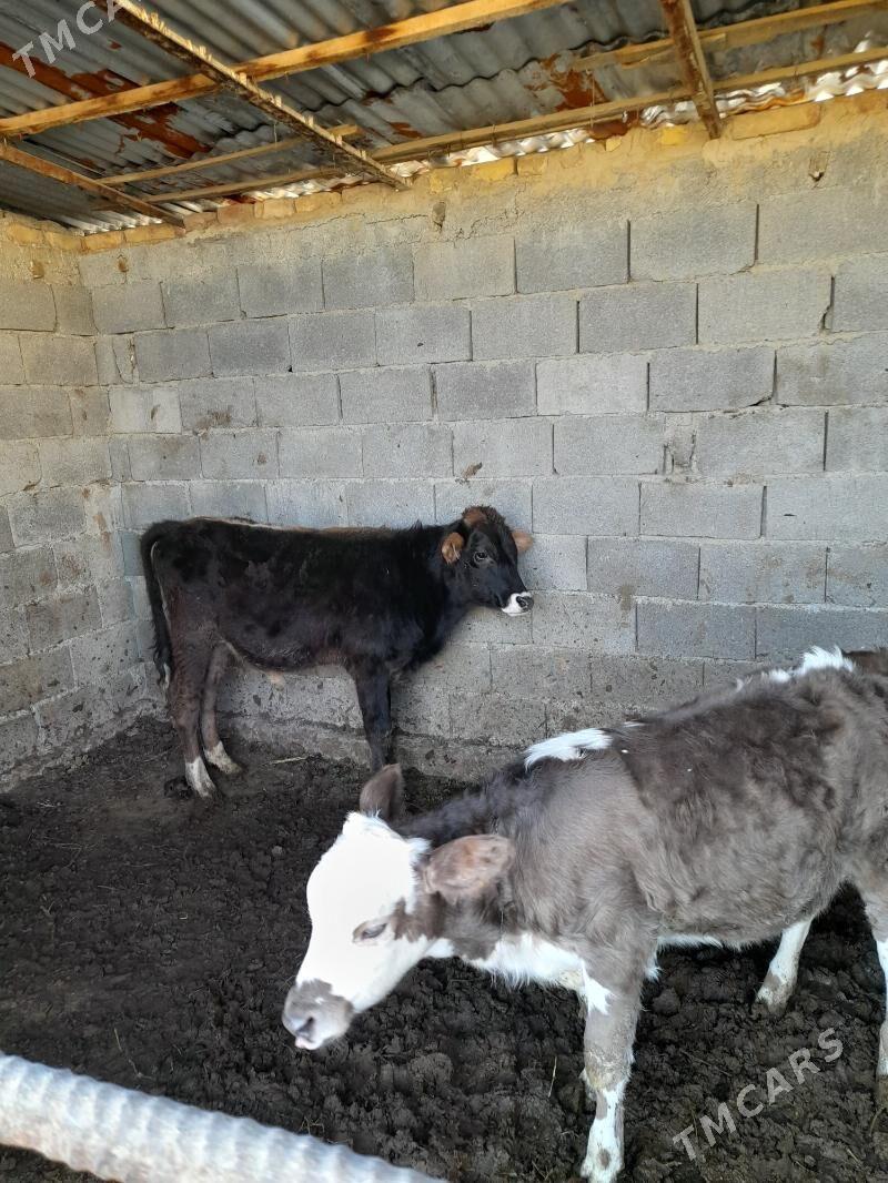 okuzce tuwe - Büzmeýin - img 1