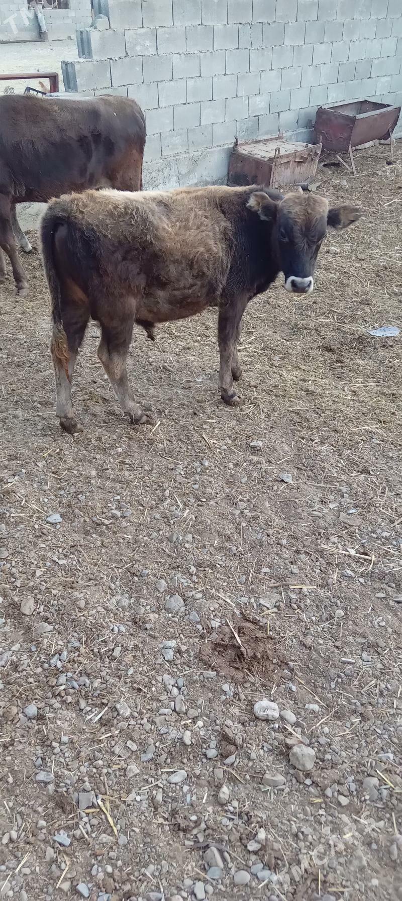 öküz - Bäherden - img 2