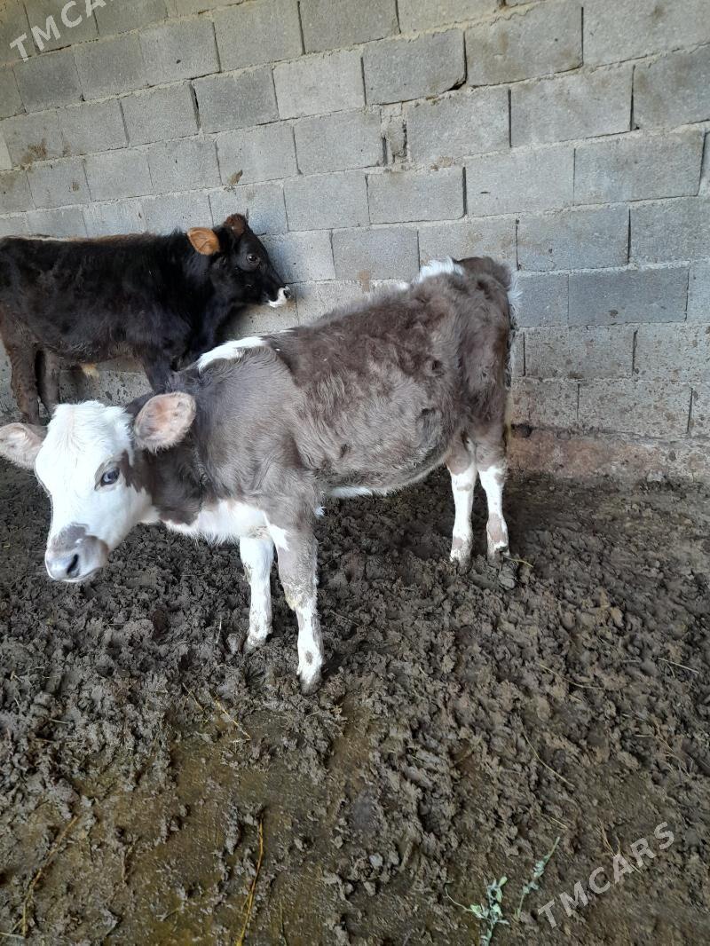 okuzce tuwe - Büzmeýin - img 2