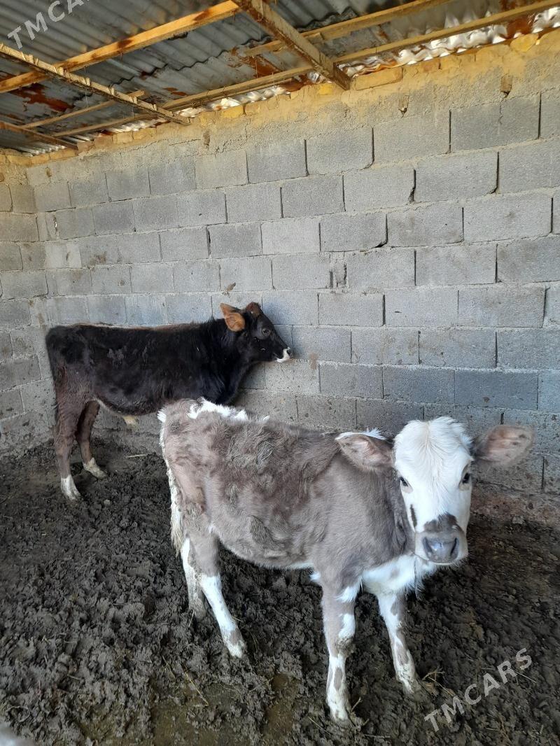 okuzce tuwe - Büzmeýin - img 3