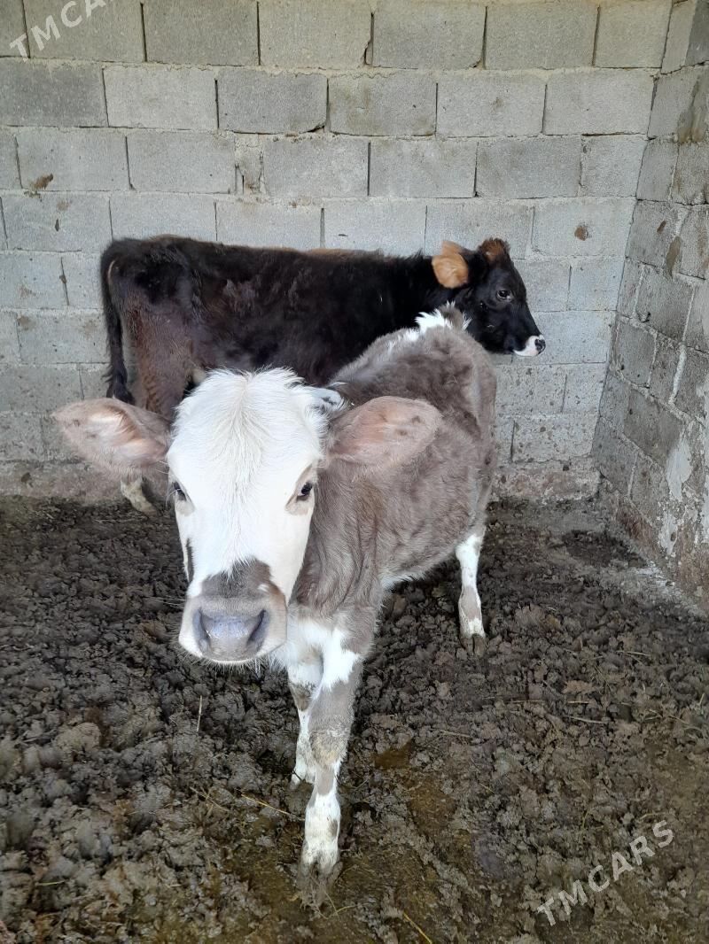 okuzce tuwe - Büzmeýin - img 4