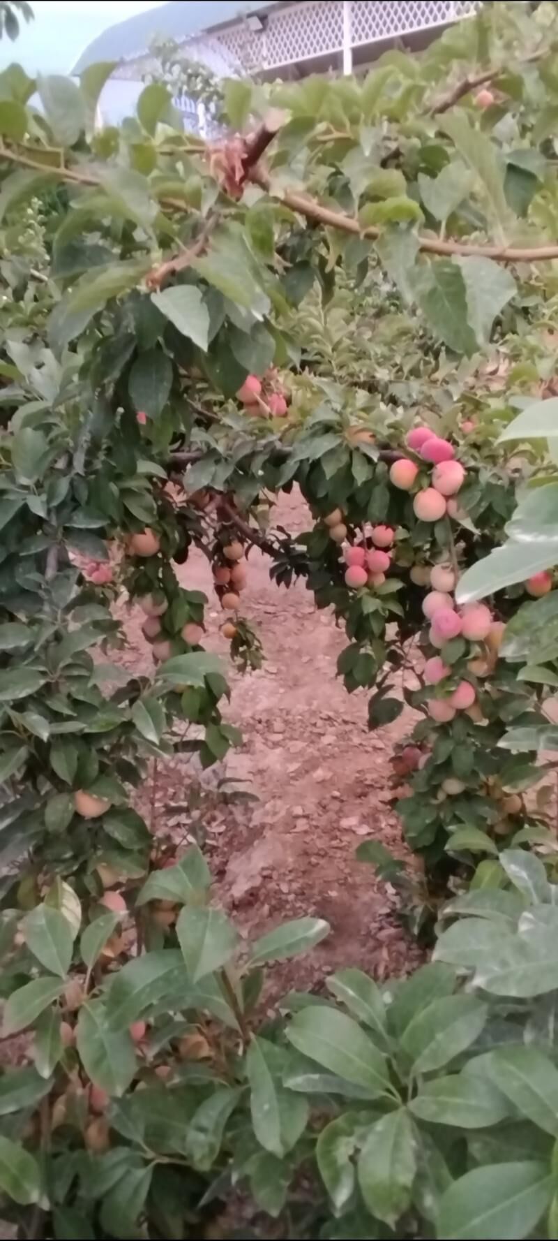 AMATLY FULL PLAN JAÝ - Гёкдепе - img 6