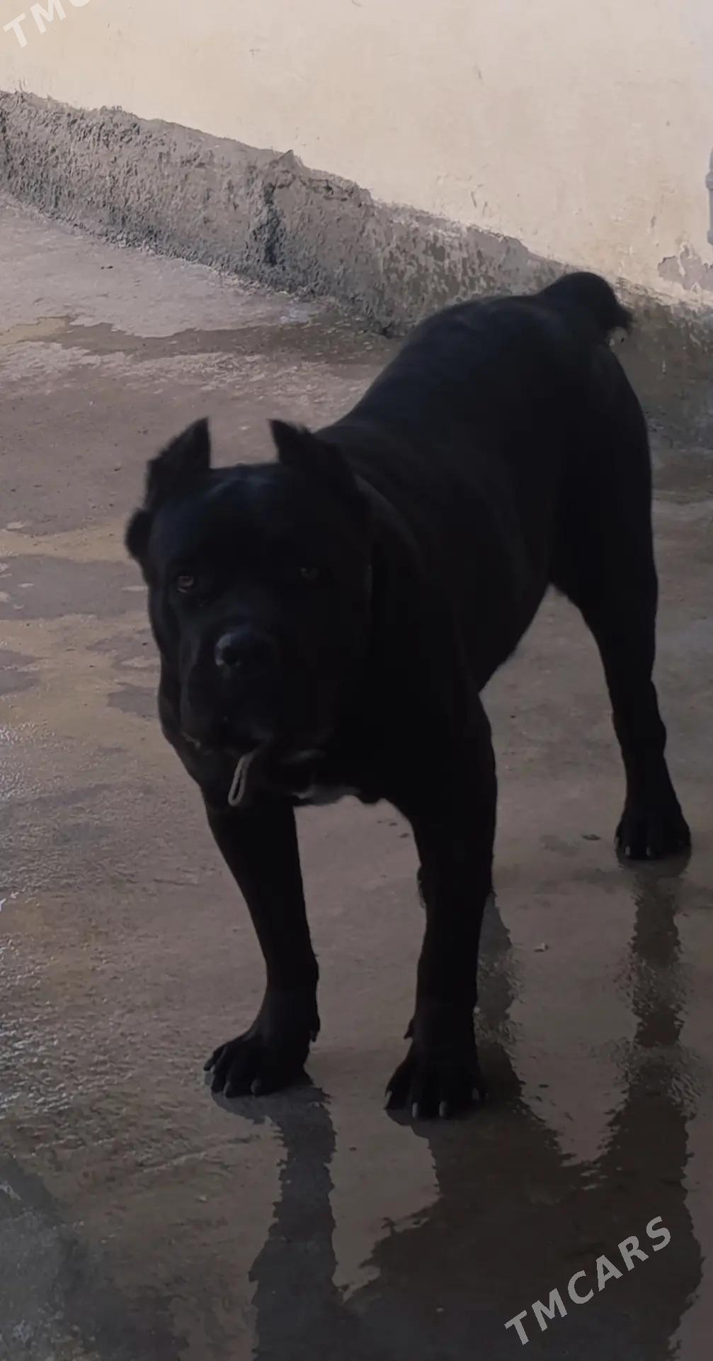 itler - Aşgabat - img 2