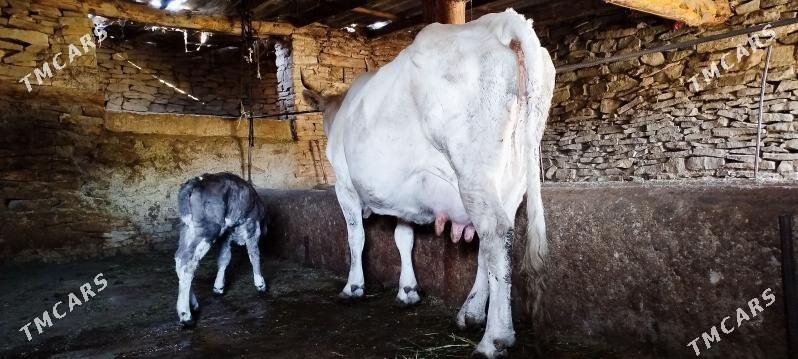 gibrit golely sygyr - Bäherden - img 9