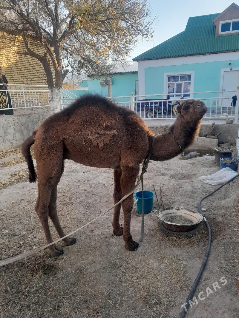 Torumly düÿe - Берекет - img 3