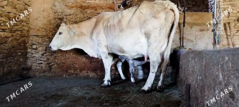 gibrit golely sygyr - Bäherden - img 2