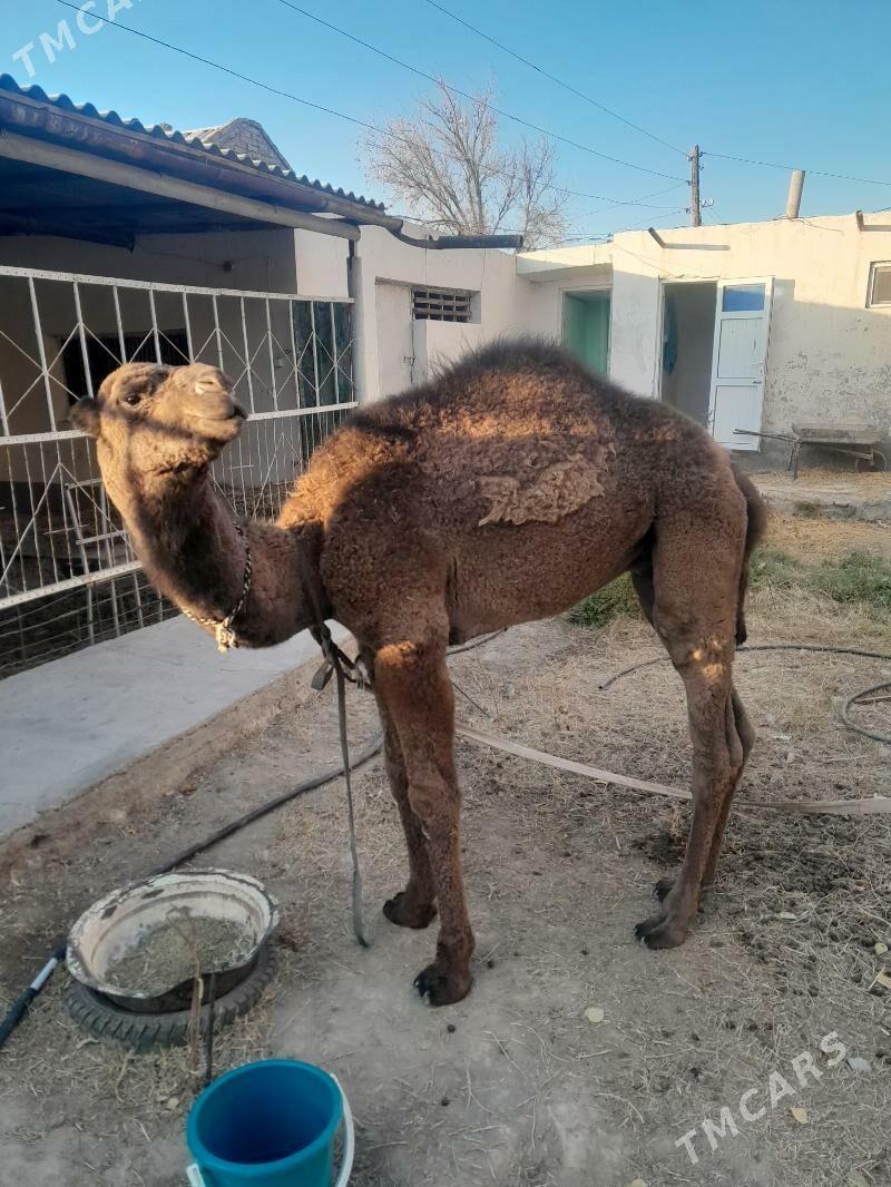 Torumly düÿe - Берекет - img 2