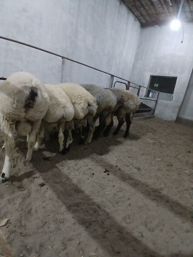 Goyun - Türkmenabat - img 7