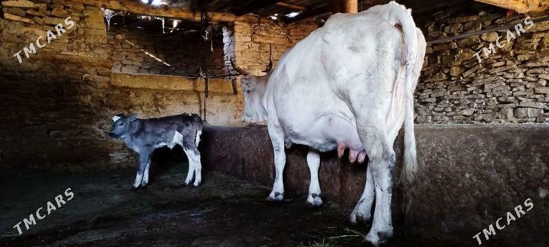 gibrit golely sygyr - Bäherden - img 3