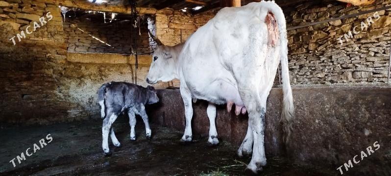 gibrit golely sygyr - Bäherden - img 4