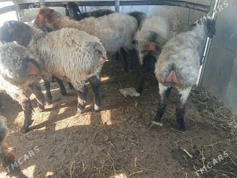 goyun - Чоганлы - img 4