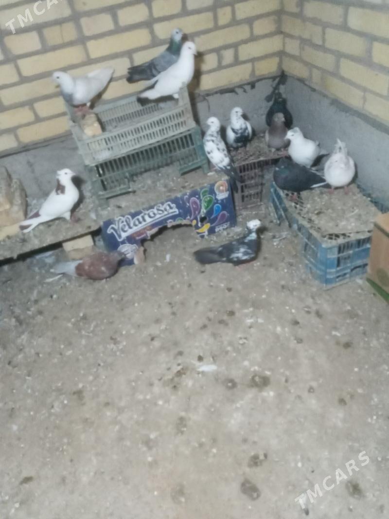 kepder - Çärjew - img 1