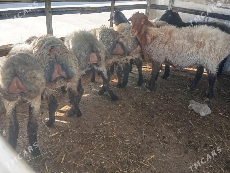 goyun - Чоганлы - img 3