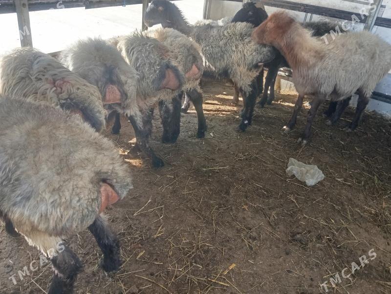 goyun - Чоганлы - img 2