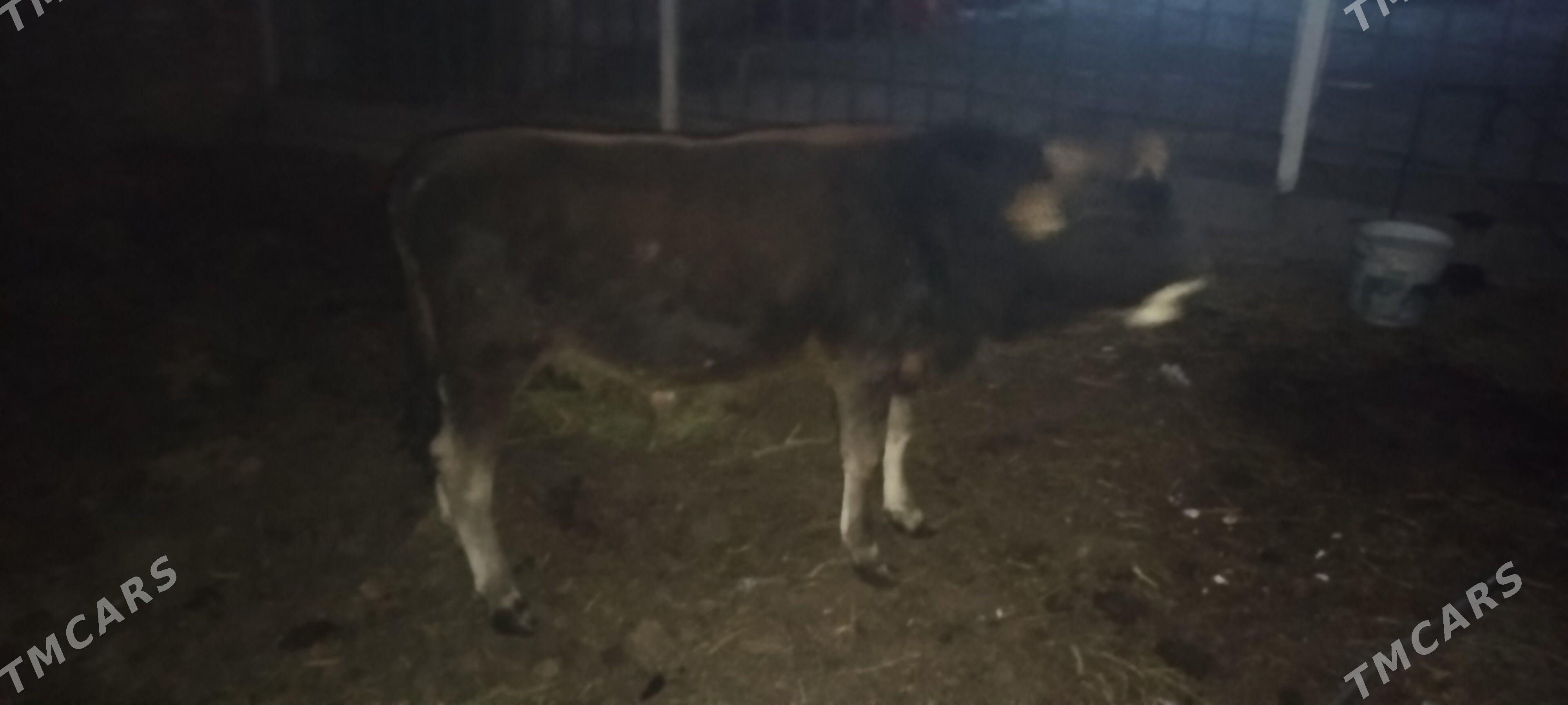 Okuz sygyr - Бахарден - img 2