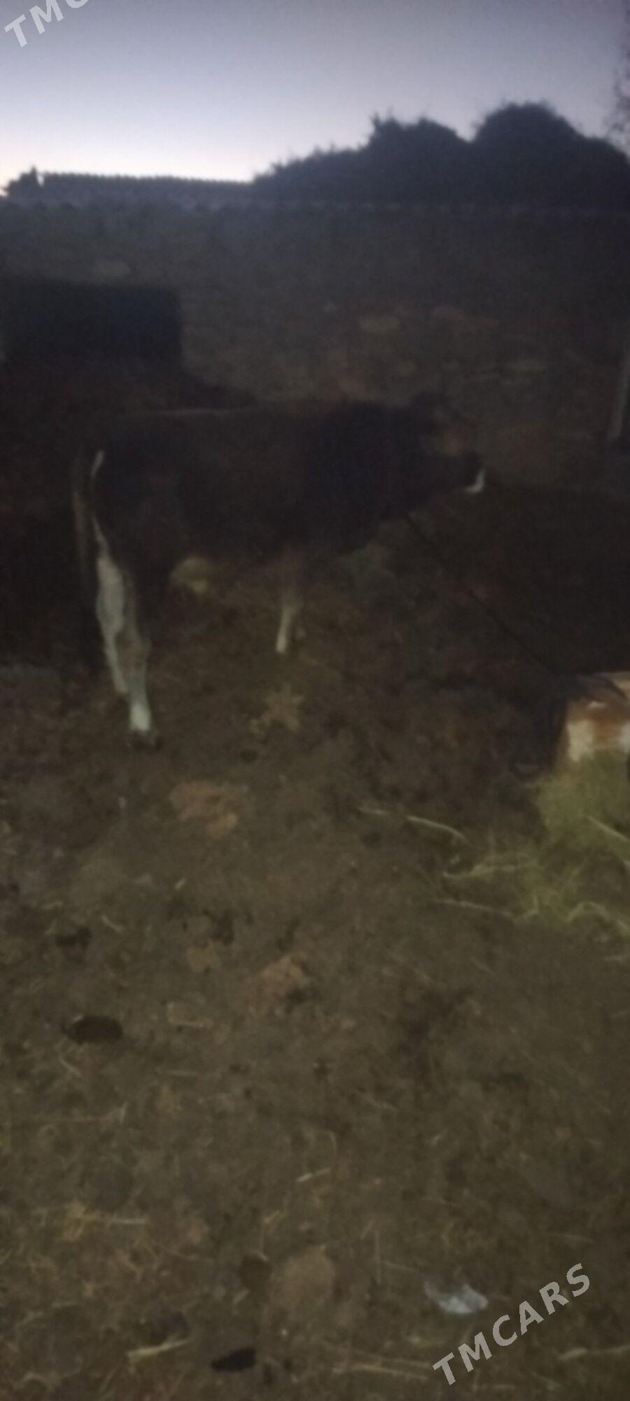 Okuz sygyr - Бахарден - img 1