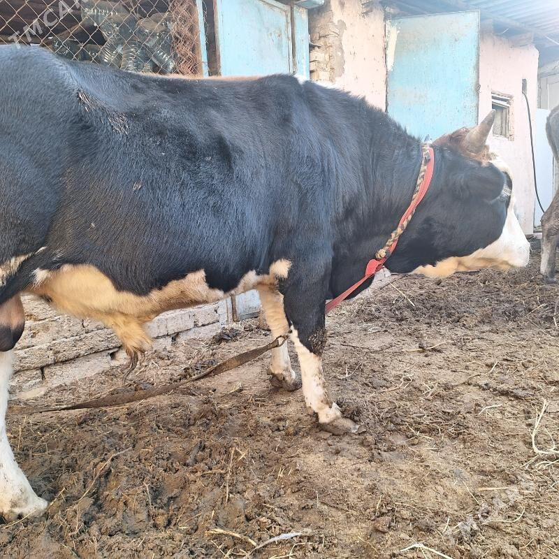 okizokuz - Чоганлы - img 3