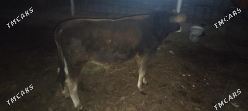 Okuz sygyr - Бахарден - img 3