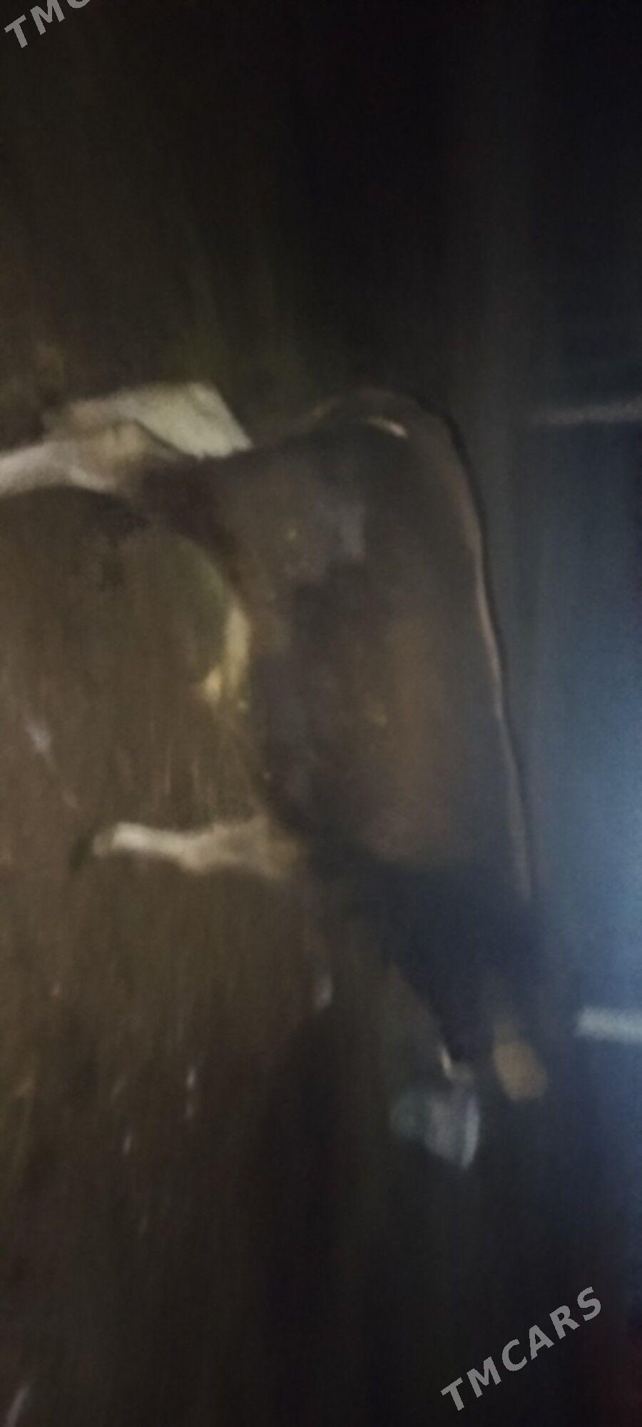 Okuz sygyr - Бахарден - img 4