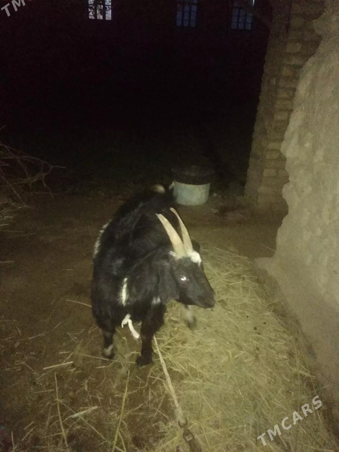 Geçi - Дянев - img 2