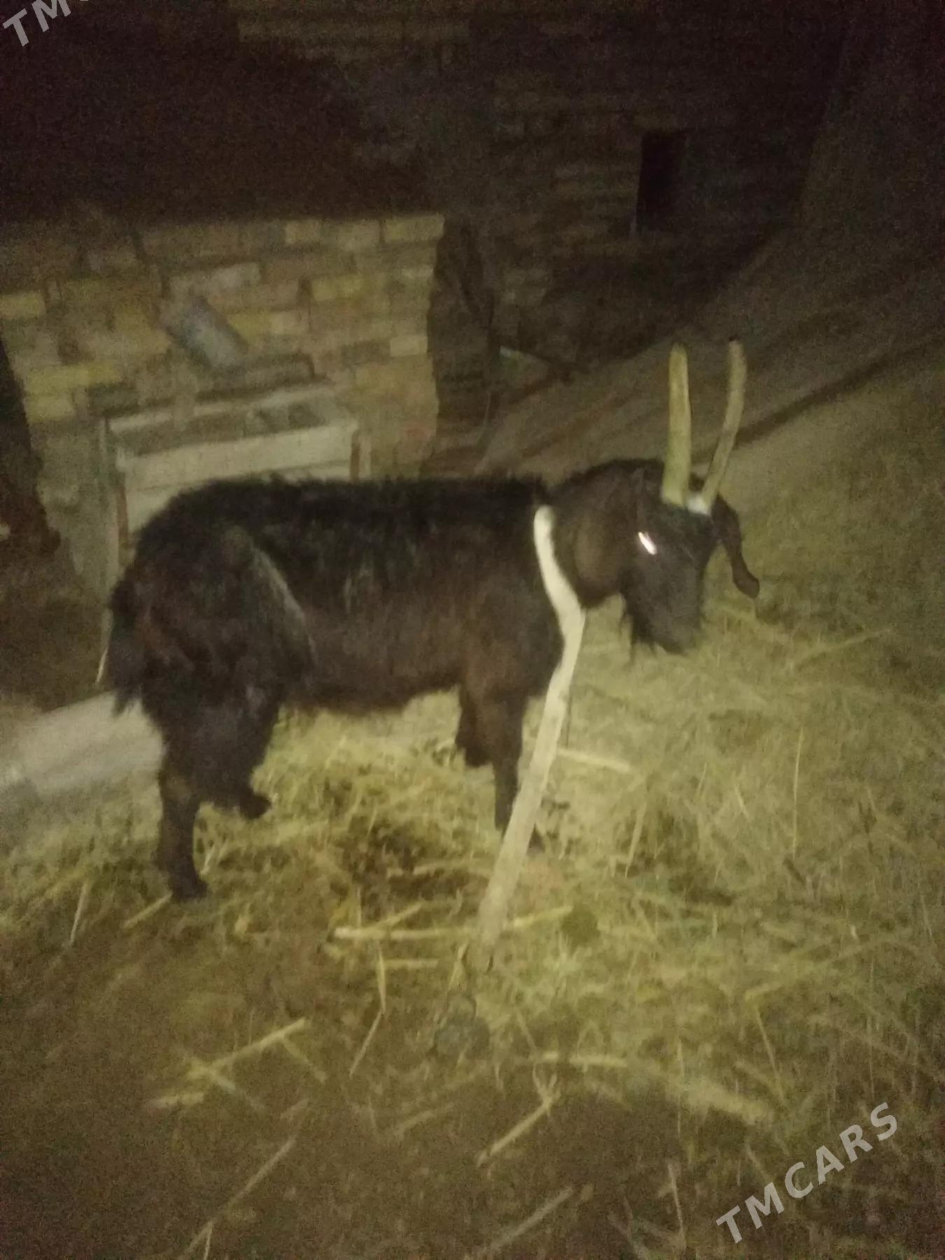 Geçi - Дянев - img 3