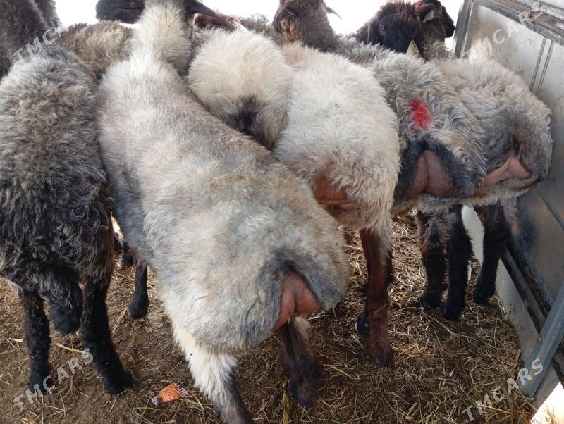 goyun - Чоганлы - img 5